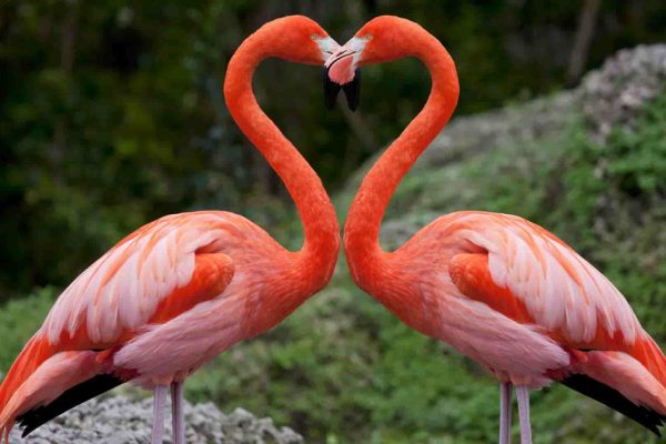 1 Day Lake Nakuru National Park Day Trip