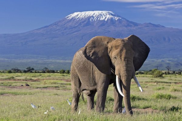 2 Days Amboseli National Park Safari