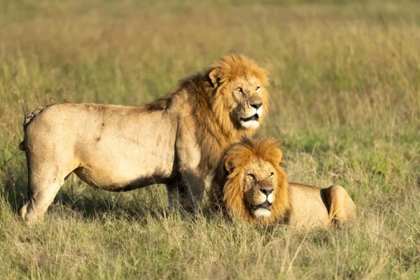 3 Days Maasai Mara Safari