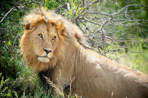 3 Days Serengeti National Park Safari