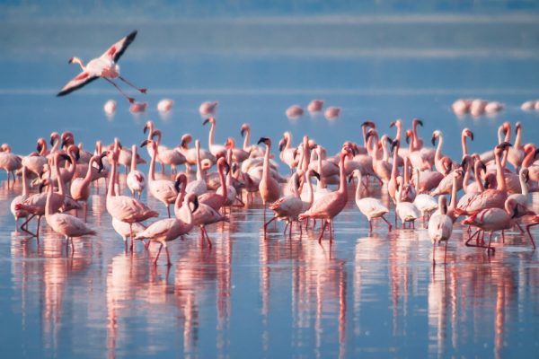 4 Days Lake Manyara Ngorongoro Crater Serengeti Safari