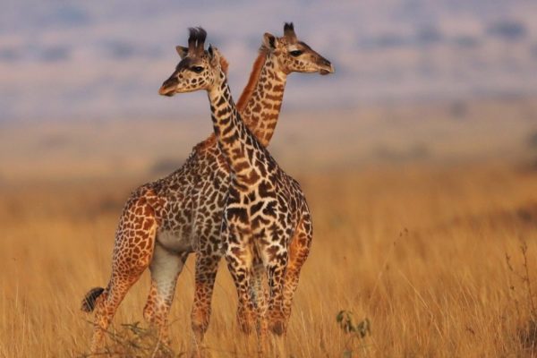 12 Days Kenya & Tanzania Wildlife Safari