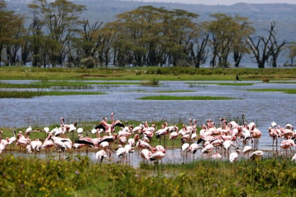 5 Days Lake Nakuru Bogoria Lake Naivasha Masai Mara Nairobi Safari Package
