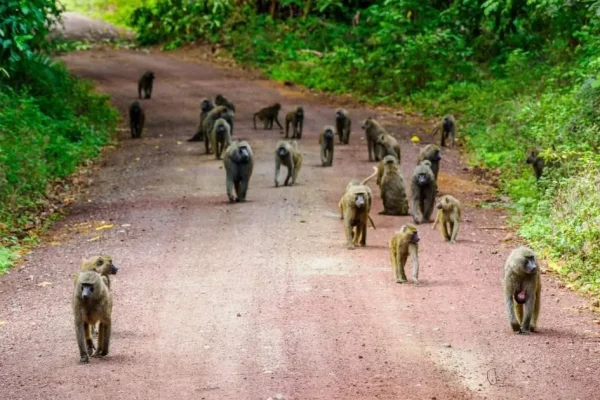6 Days Lake Manyara Ngorongoro Crater Serengeti Safari