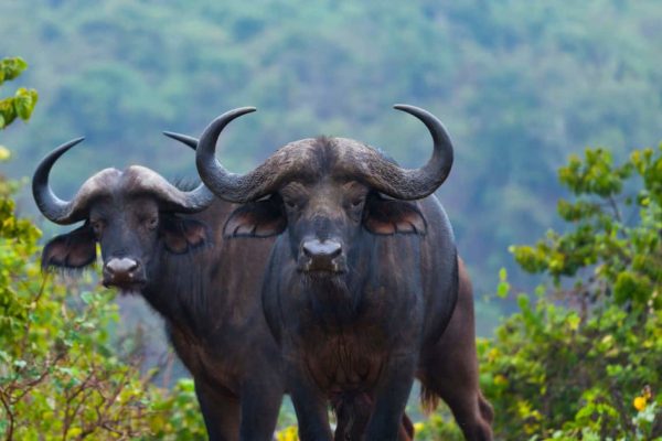 7 Days Aberdares Lake Nakuru Masai Mara Lake Naivasha Amboseli Nairobi Safari Package