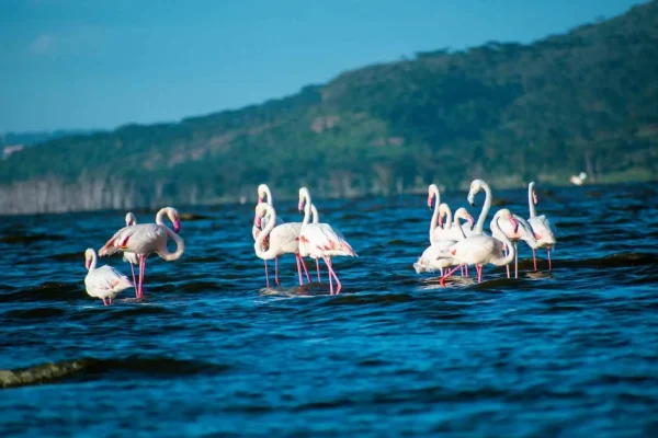 7 Days Lake Nakuru Masai Mara Serengeti Ngorongoro Crater Safari