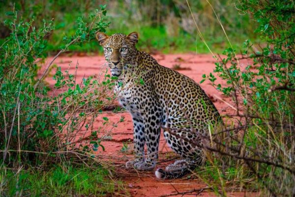 7 Days Tsavo West Tsavo East Amboseli Lake Naivasha Masai Mara Safari Package