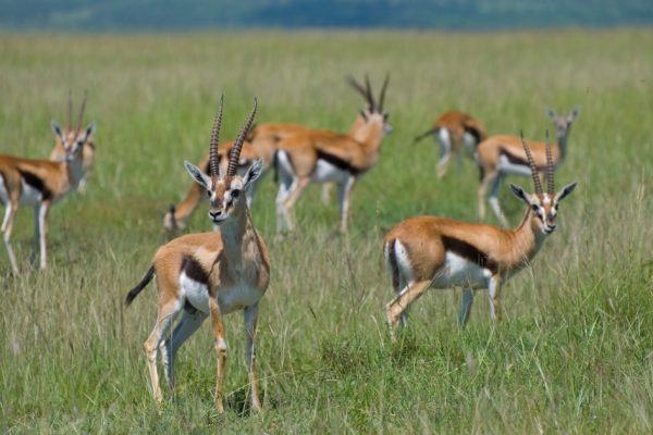 8 Days Maasai Mara Lake Nakuru Lake Bogoria Lake Naivasha Amboseli