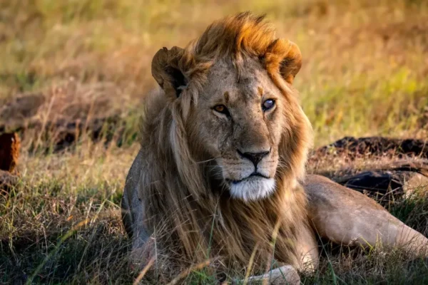 8 Days Masai Mara Lake Nakuru Serengeti Ngorongoro Crater Safari