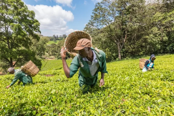 Kiambethu Tea Farm Tour