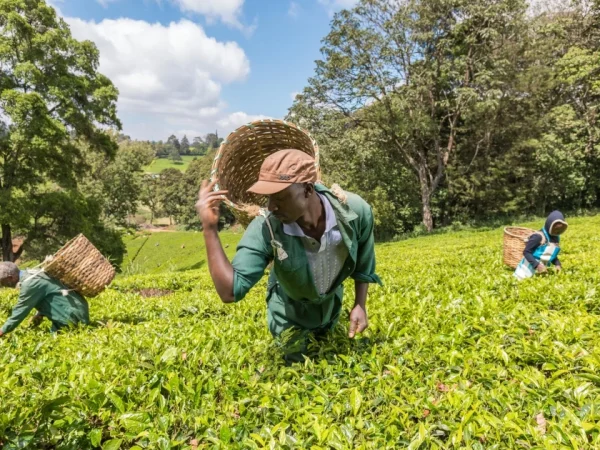 Kiambethu Tea Farm Tour