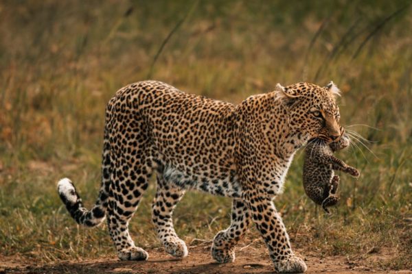 10 Days 9 Nights Safari to Nairobi Tsavo Amboseli Naivasha Masai Mara and Nakuru Luxury Safari