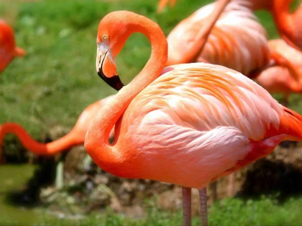 11 Days 10 Nights Safari to Nairobi Ol Pejeta Nakuru Masai Mara Naivasha Amboseli and Tsavo East Luxury Safari