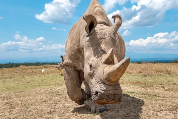 2 Days 1 Night Ol Pejeta Conservancy Luxury Safari
