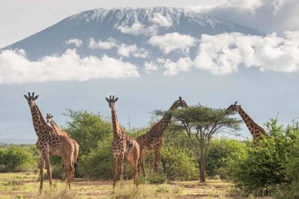 3 Days 2 Nights Safari to Amboseli National Park Luxury Safari Package