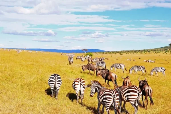 3 Days Masai Mara Flying Safari