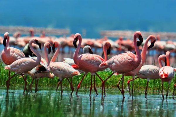 6 Days 5 Nights Safari Aberdares Nakuru Naivasha Masai Mara Luxury Safari