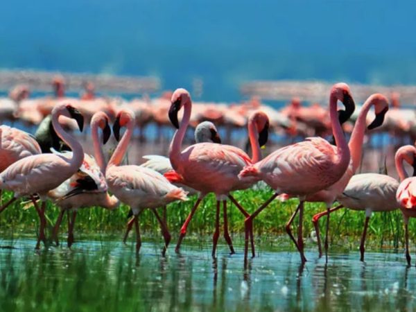 6 Days 5 Nights Safari Aberdares Nakuru Naivasha Masai Mara Luxury Safari