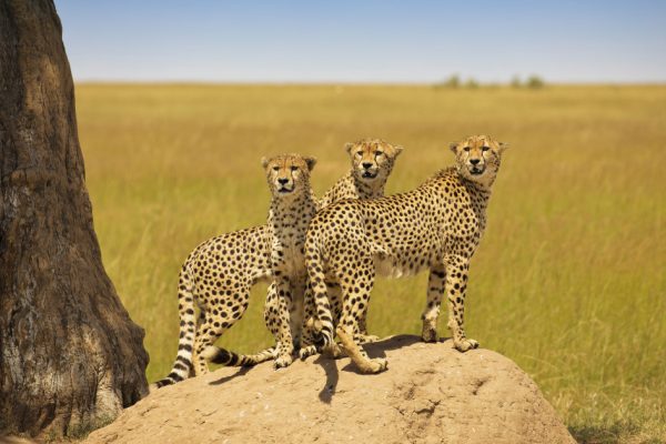 7 Days 6 Nights Safari Nairobi Amboseli Tsavo East Diani Luxury Safari