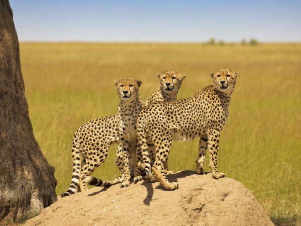7 Days 6 Nights Safari Nairobi Amboseli Tsavo East Diani Luxury Safari